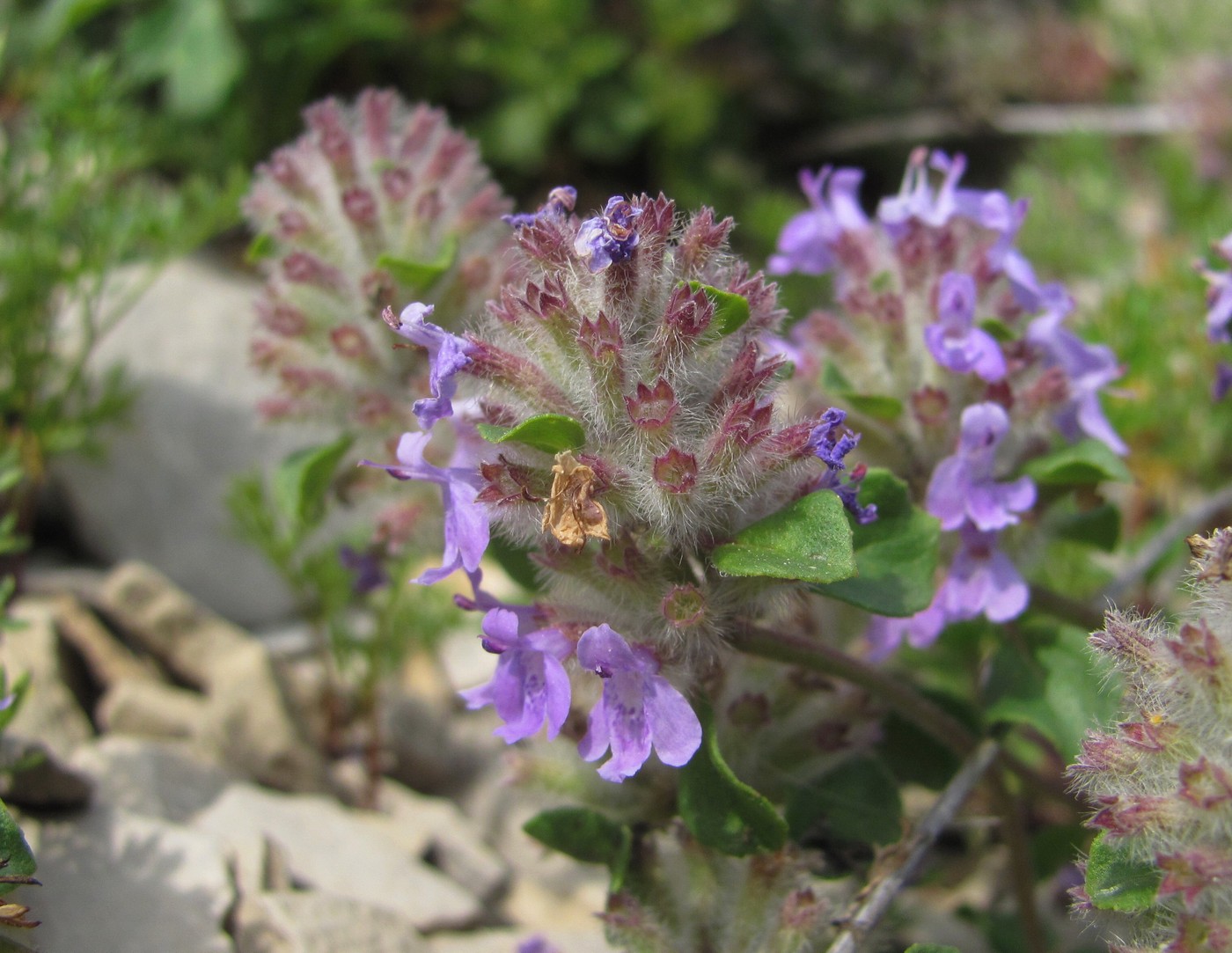 Изображение особи Ziziphora puschkinii.