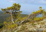 Pinus sibirica