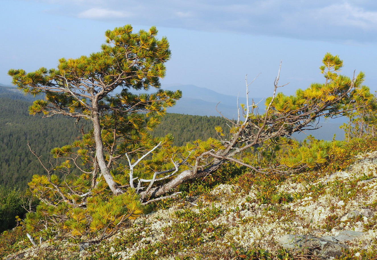 Image of Pinus sibirica specimen.