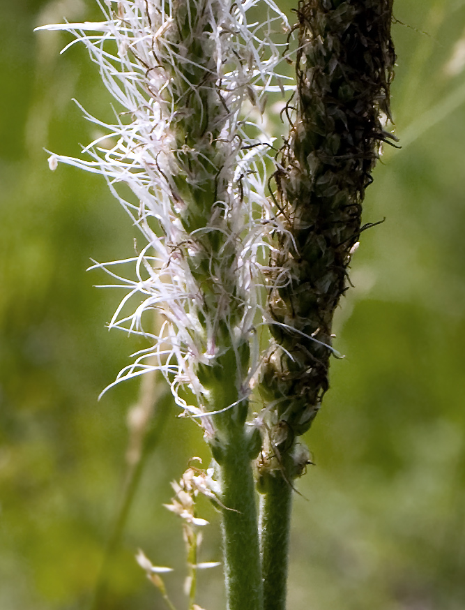 Image of Plantago media specimen.