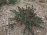 Astragalus bakuensis