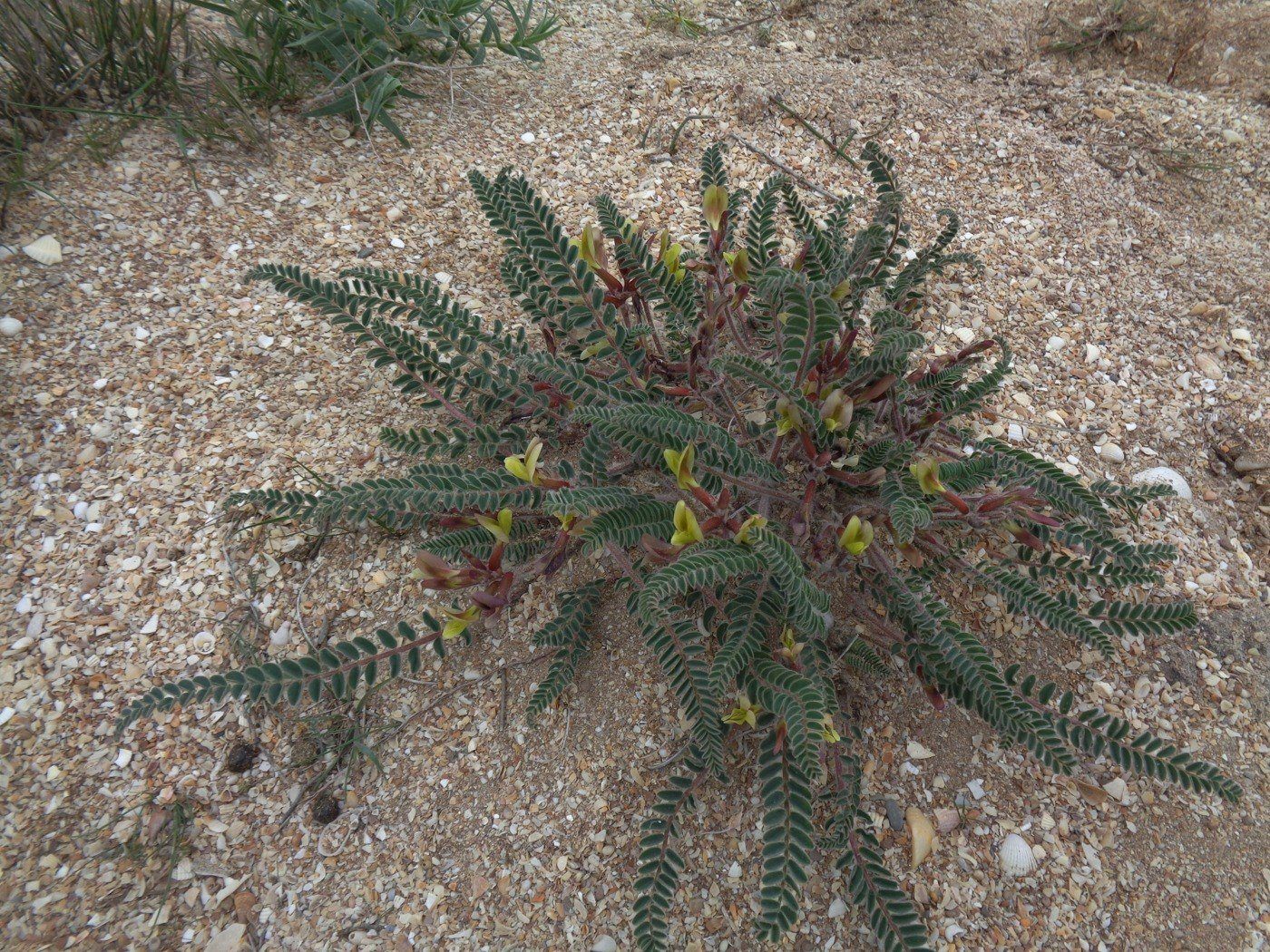 Изображение особи Astragalus bakuensis.