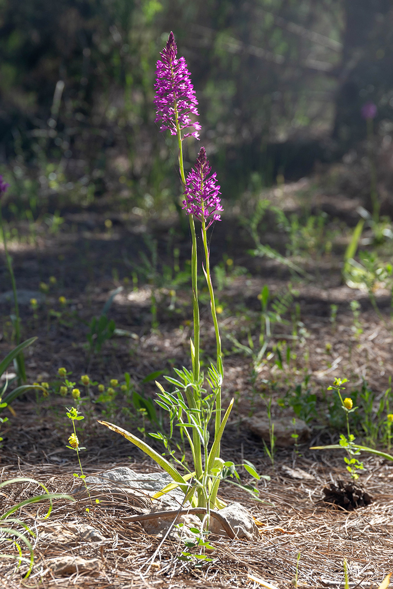 Image of Anacamptis pyramidalis specimen.