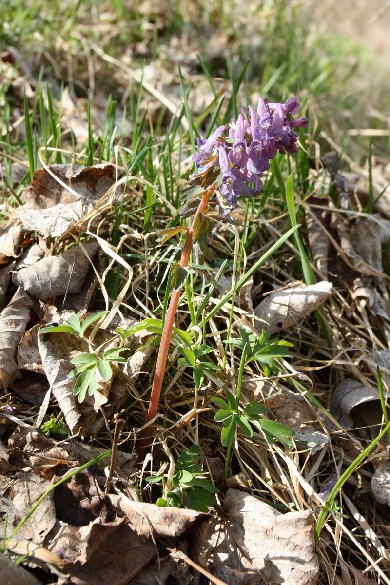 Image of Corydalis solida specimen.