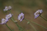 Lomelosia songarica