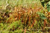 Polytrichum swartzii. Куртина растений со спорогонами. Беларусь, Витебская обл., Городокский р-н, дер. Сурмино, берег оз. Белое, сырой лужок на месте вырубленного ольшаника, близ воды. 23.06.2022.