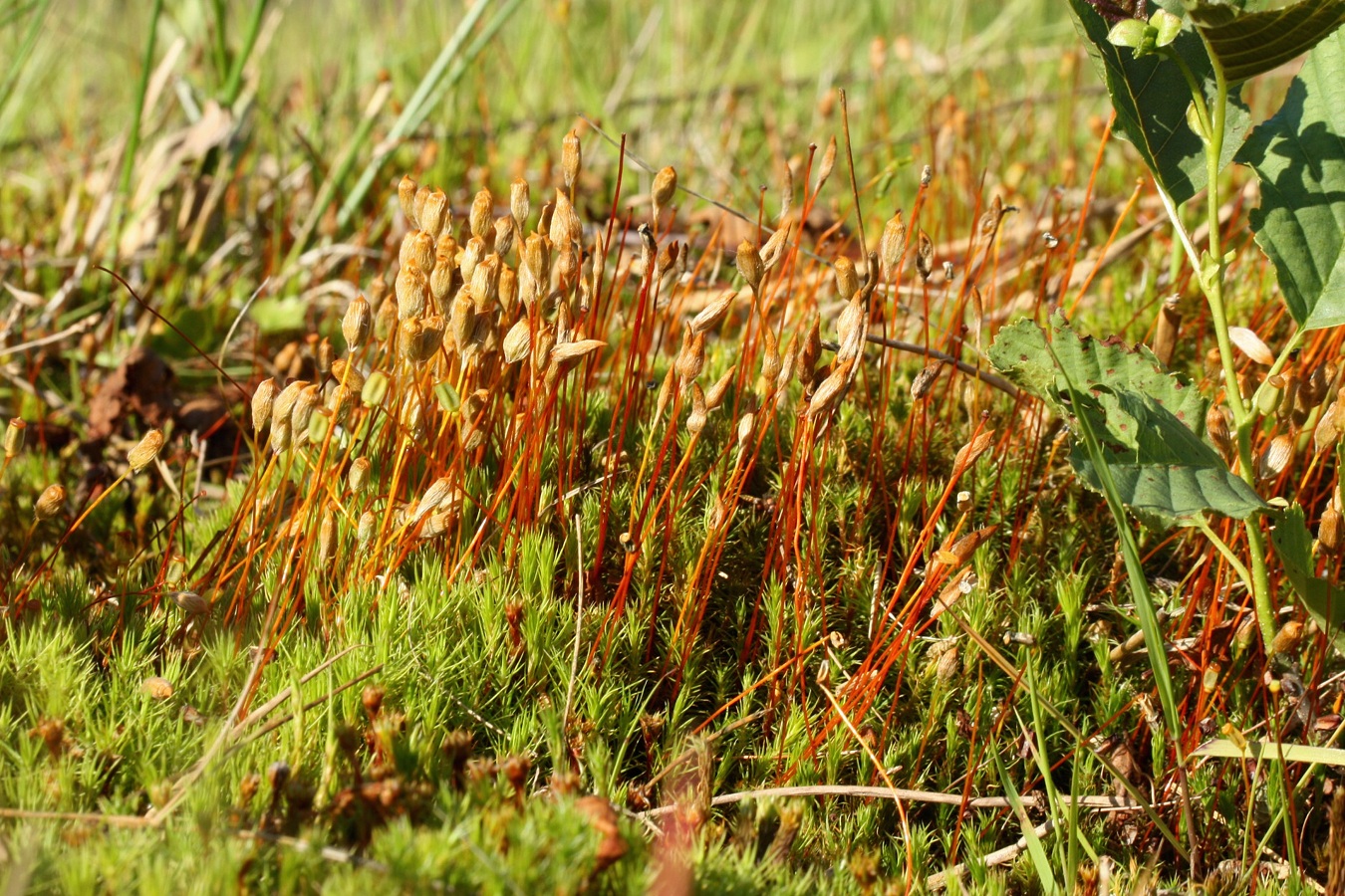 Image of Polytrichum swartzii specimen.