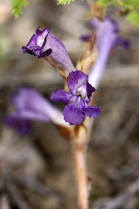 Image of Orobanche amoena specimen.