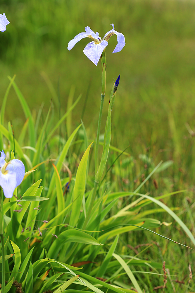 Image of Iris setosa specimen.