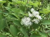 Thalictrum contortum