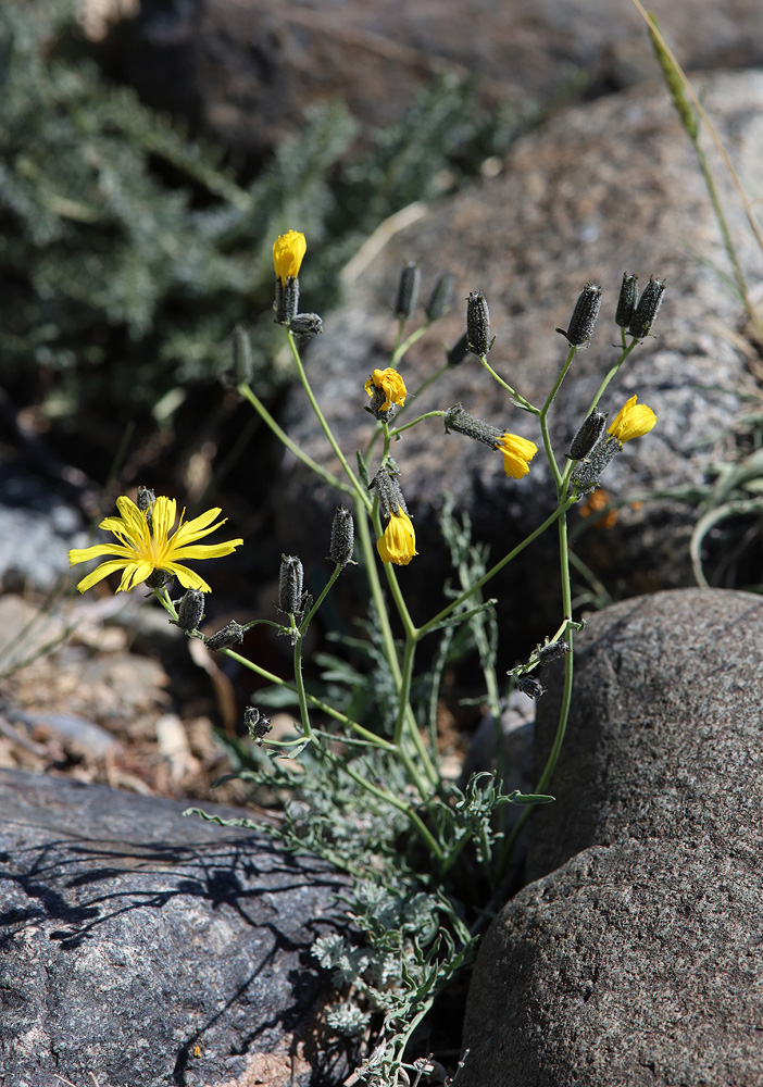 Image of Youngia tenuifolia ssp. altaica specimen.