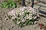 Arabis caucasica