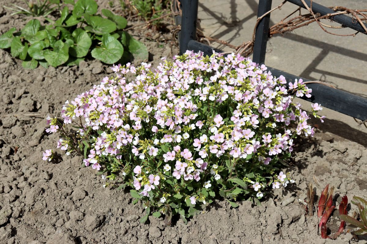 Image of Arabis caucasica specimen.