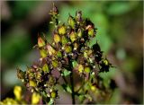 Hypericum maculatum