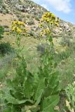 Inula macrophylla. Цветущее растение. Узбекистан, Самаркандская обл., Зеравшанский хр., окр. кишлака Терсак, 1600 м н.у.м., луговое сообщество на мелкозёмистом склоне. 11 мая 2022 г.