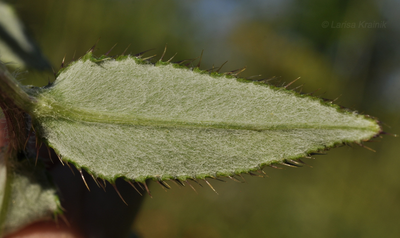 Изображение особи Cirsium vlassovianum.