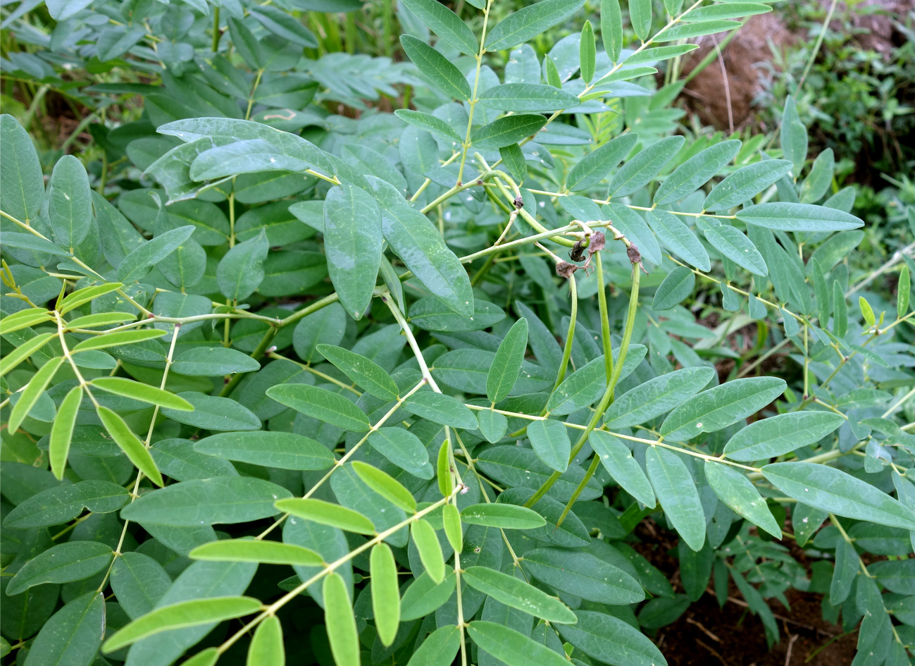 Изображение особи Sophora flavescens.