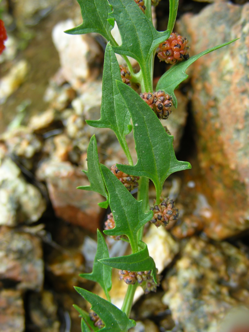 Image of Blitum virgatum specimen.