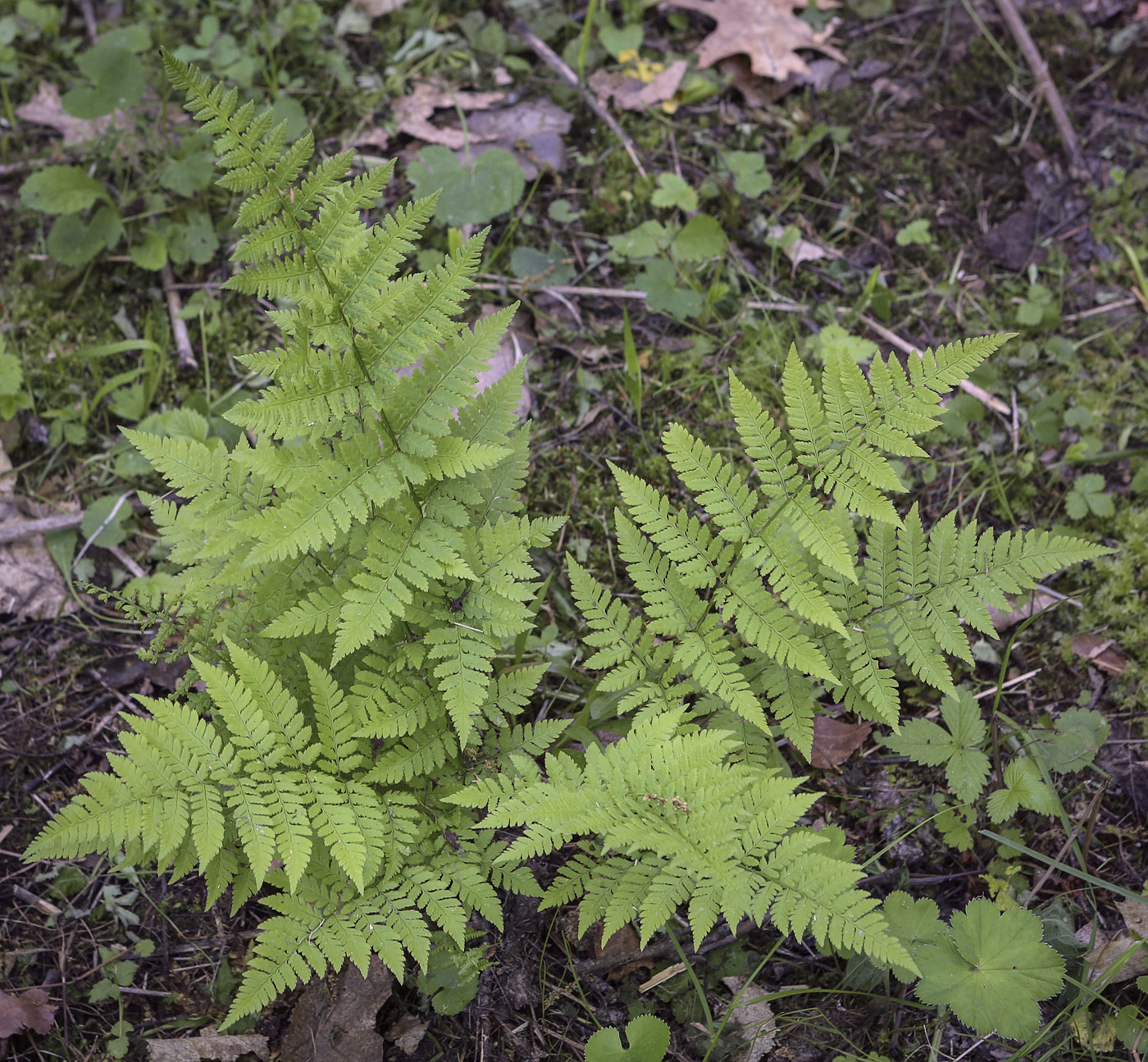 Image of Dryopteris carthusiana specimen.