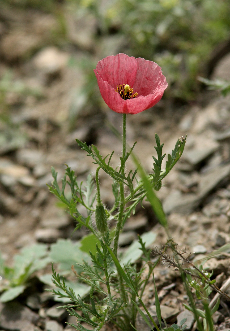 Image of Roemeria refracta specimen.