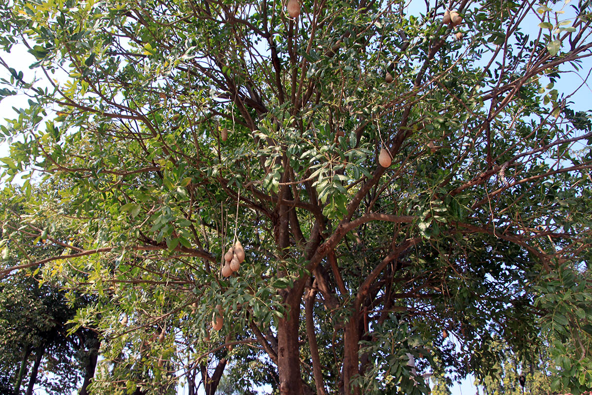 Image of Kigelia pinnata specimen.