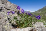 Geranium gymnocaulon. Цветущие растения. Карачаево-Черкесия, Урупский р-н, Кавказский биосферный заповедник, Имеретинский горный узел, сев-вост. склон пика Ставрополь, верхняя стоянка Имеретинской тропы, ≈ 2400 м н.у.м., альпийский луг, в скальной расщелине. 28.07.2022.