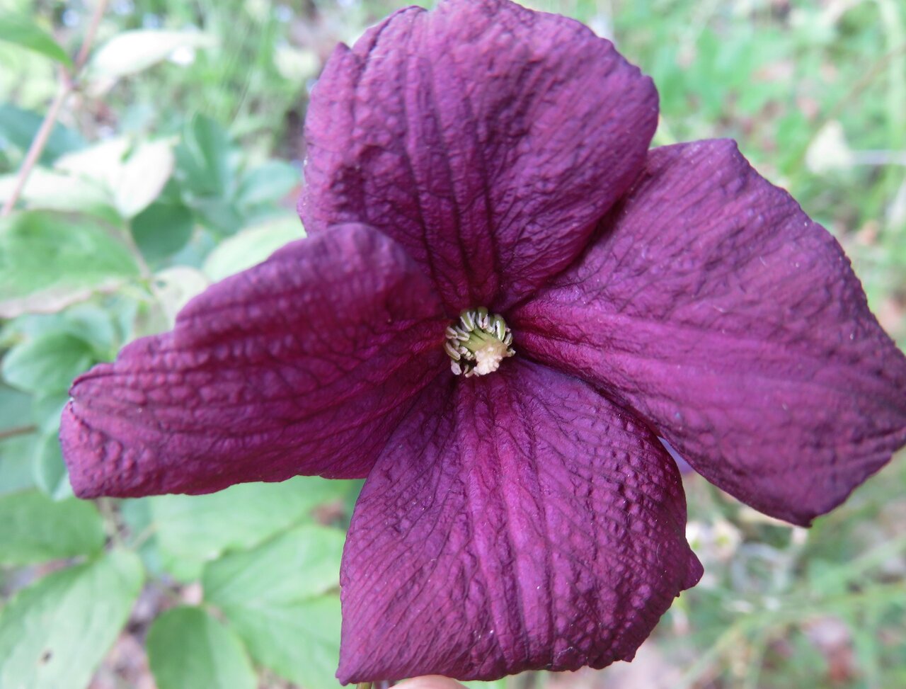 Изображение особи Clematis viticella.