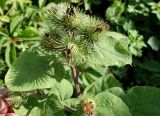 Arctium lappa