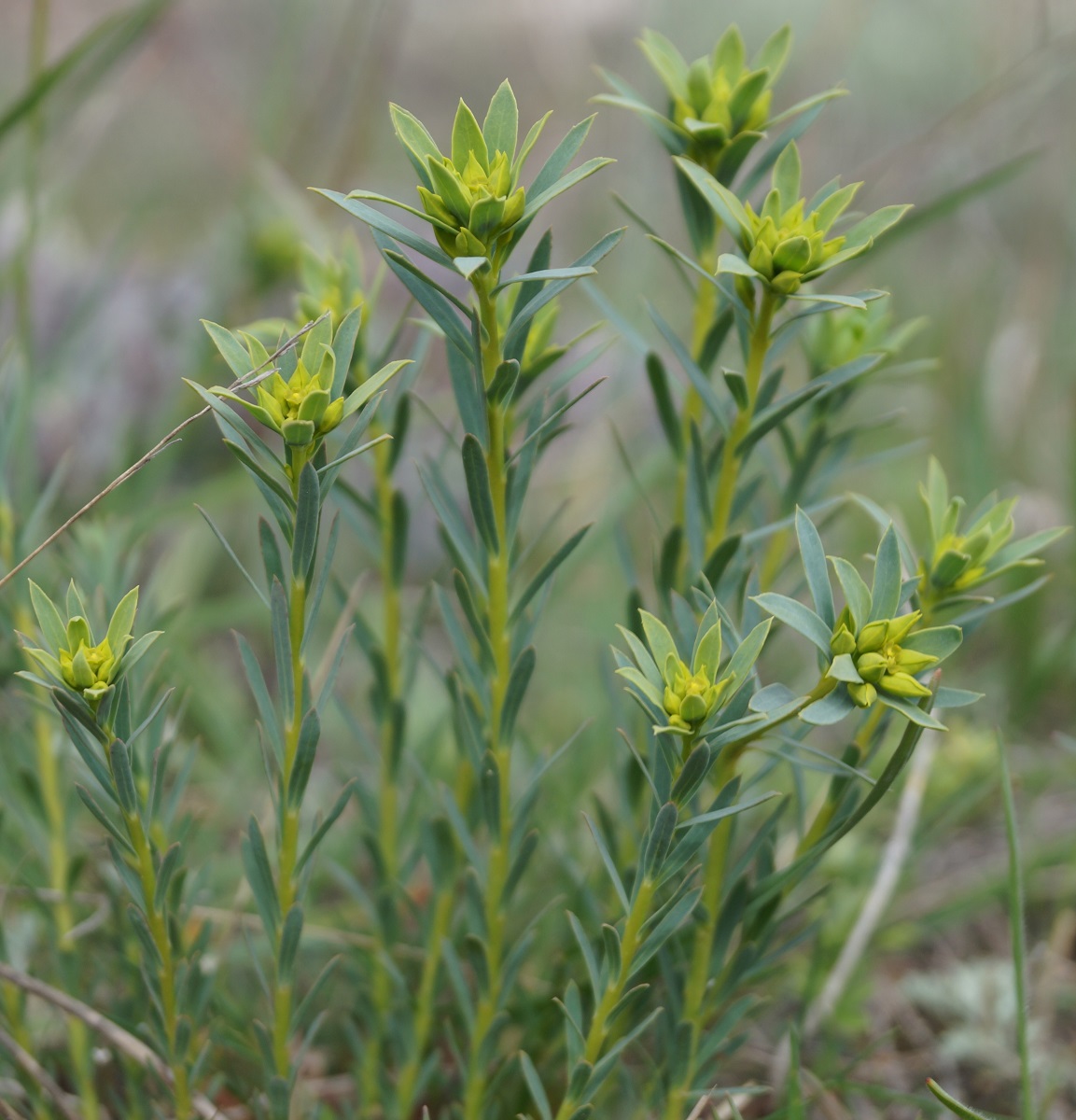 Изображение особи Euphorbia seguieriana.