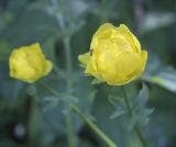 Trollius europaeus. Цветок с сидящим жуком. Владимирская обл., окр. г. Александров, сырой луг. 10.06.2022.