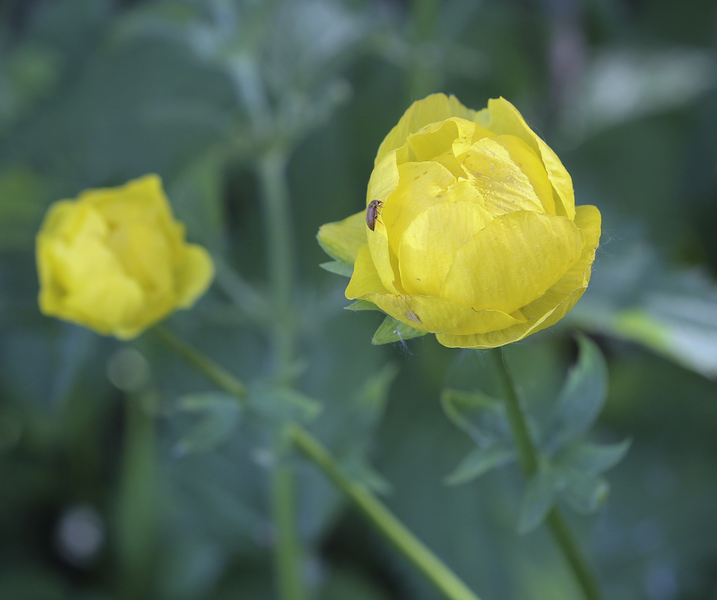 Image of Trollius europaeus specimen.