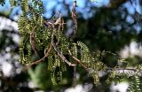 Vachellia karroo