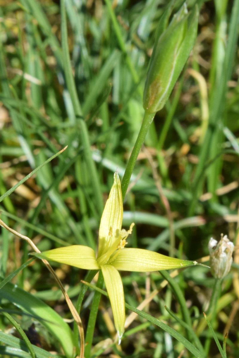 Изображение особи Gagea graminifolia.