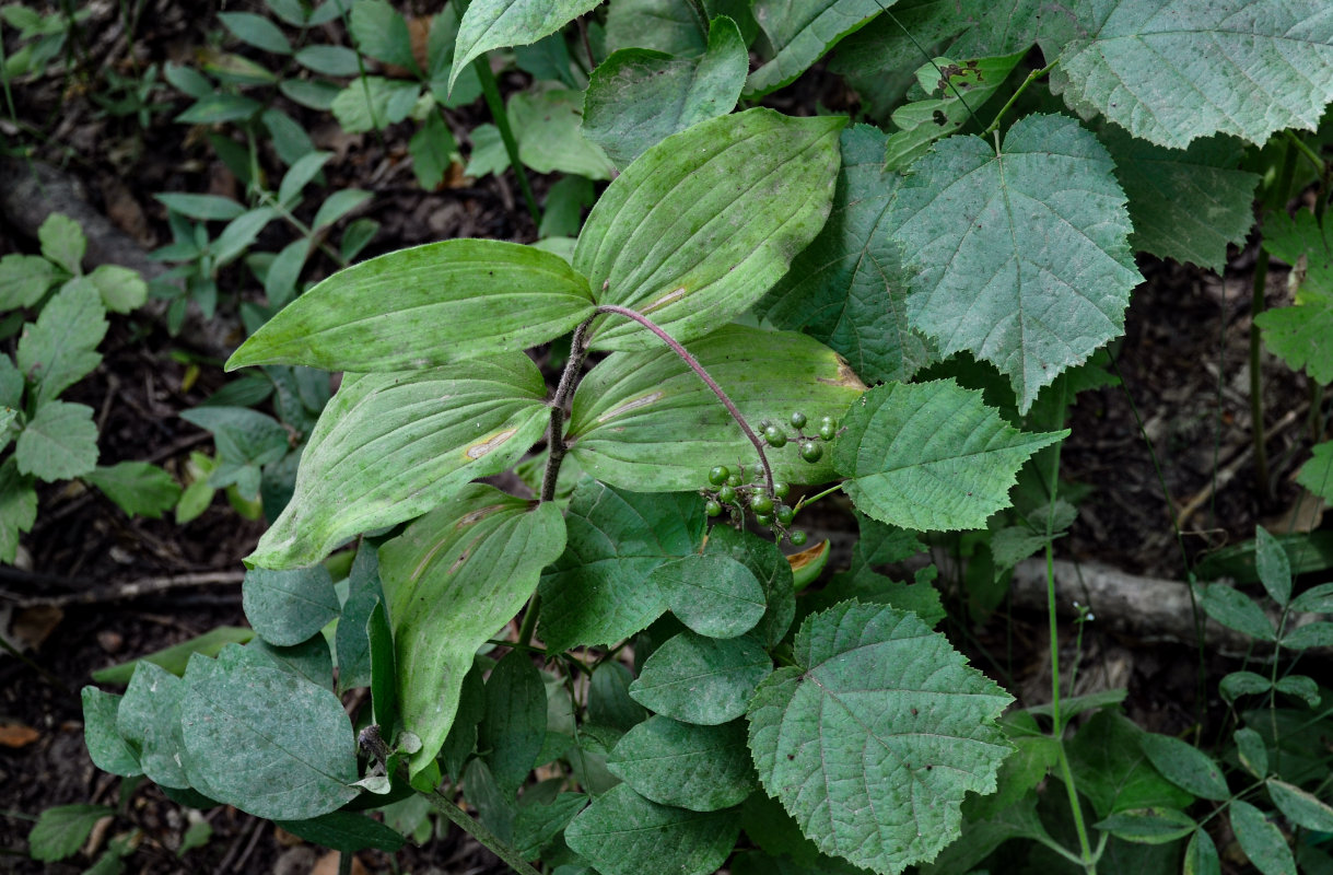 Изображение особи Smilacina hirta.