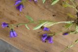 Campanula hohenackeri variety darialica. Цветущий побег (видна абаксиальная поверхность листьев). Республика Ингушетия, Джейрахский р-н, рядом с альплагерем \"Кязи\"; выс. 1980 м н.у.м., луг. 22 июля 2022 г.
