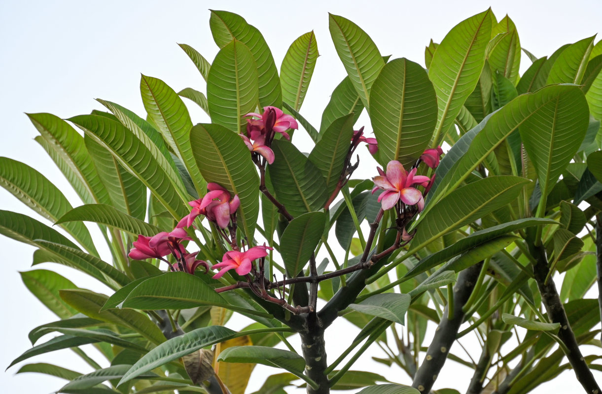 Изображение особи Plumeria rubra.