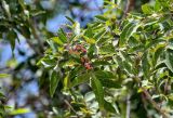 Schinus terebinthifolia. Верхушка ветви с соплодием. Египет, мухафаза Александрия, г. Александрия, в культуре. 02.05.2023.