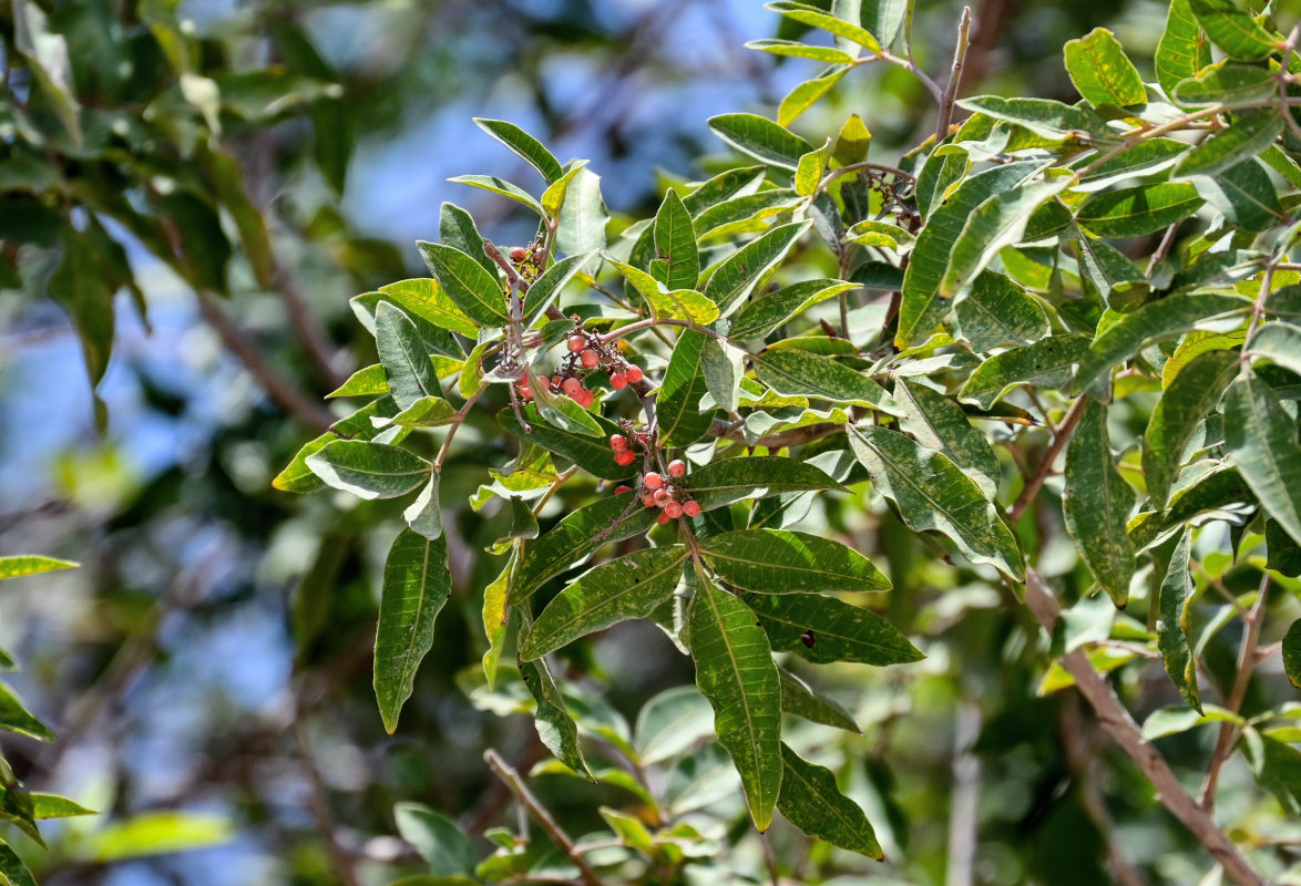 Image of Schinus terebinthifolia specimen.