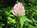 Trifolium pratense. Верхушка побега с соцветием. Казахстан, хр. Сырдарьинский Каратау, ущ. Беркара, ≈ 750 м н.у.м., ясеневый тугай, берег просачивающегося родничка. 15 июня 2023 г.