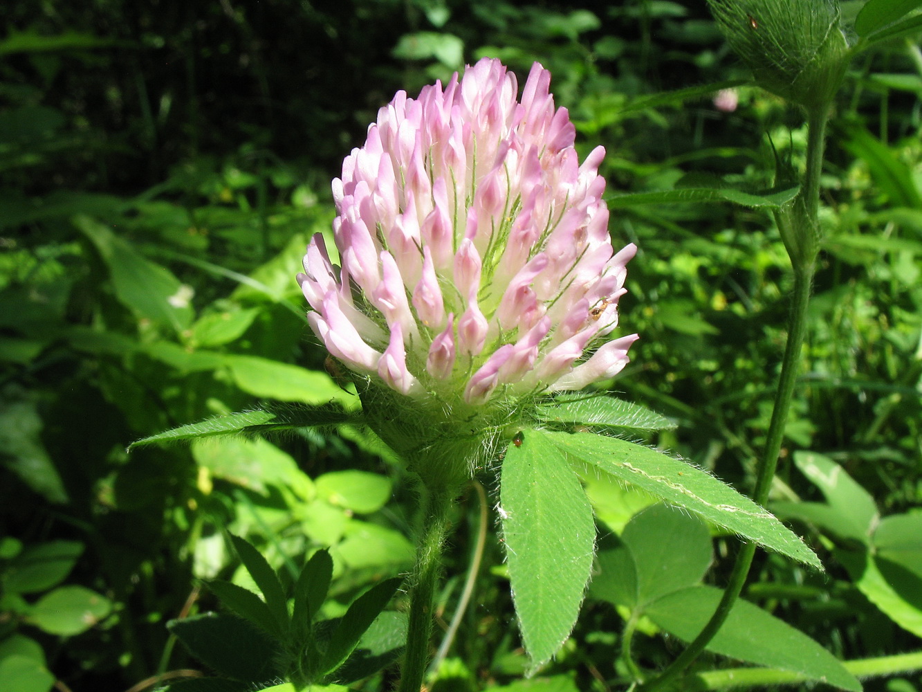 Изображение особи Trifolium pratense.