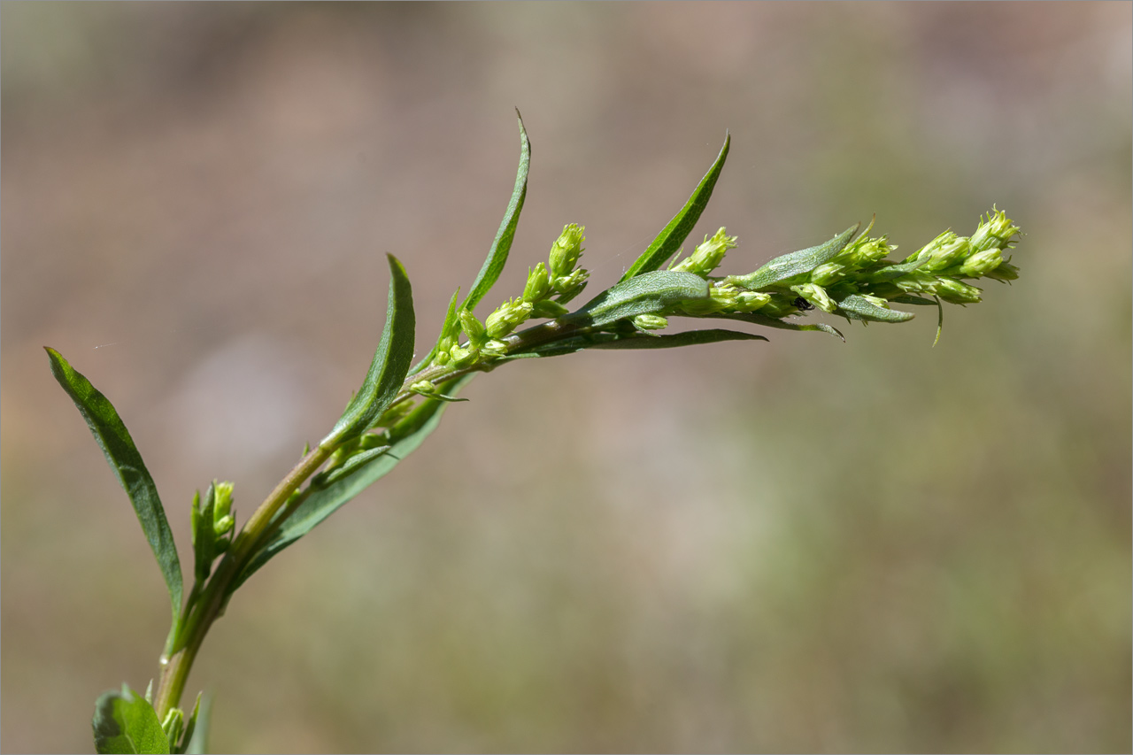 Image of Solidago virgaurea specimen.