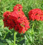 Lychnis chalcedonica. Соцветие. Ярославская обл., Угличский р-н, дер. Нестерово, луг по берегу Рыбинского вдхр. 11.07.2009.