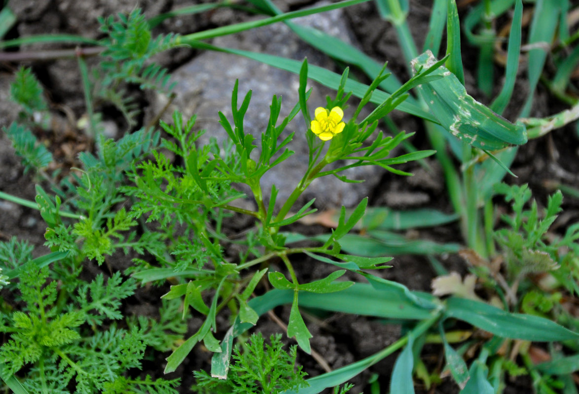 Image of Ranunculus arvensis var. tuberculatus specimen.