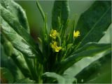 Erysimum cheiranthoides