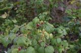 Rubus idaeus. Верхушка плодоносящего растения. Чечня, Шаройский р-н, юго-восточный склон горы Чархунышкорт, выс. 1950 м н.у.м, лиственный лес, обочина дороги. 7 августа 2023 г.