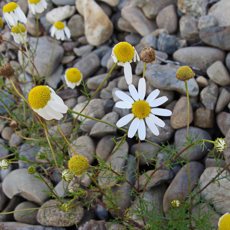 Изображение особи Tripleurospermum inodorum.