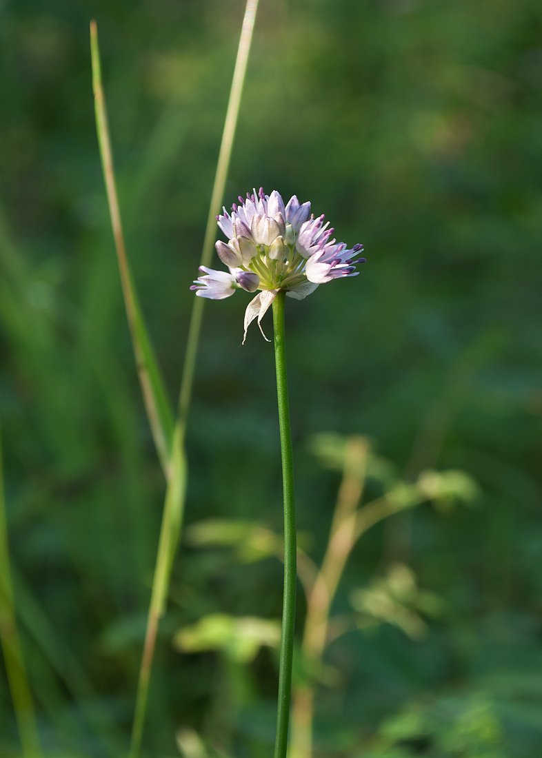 Изображение особи род Allium.