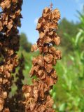 Rumex aquaticus. Часть соплодия. Окр. Томска, берег реки. 27.08.2009.
