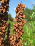 Rumex aquaticus