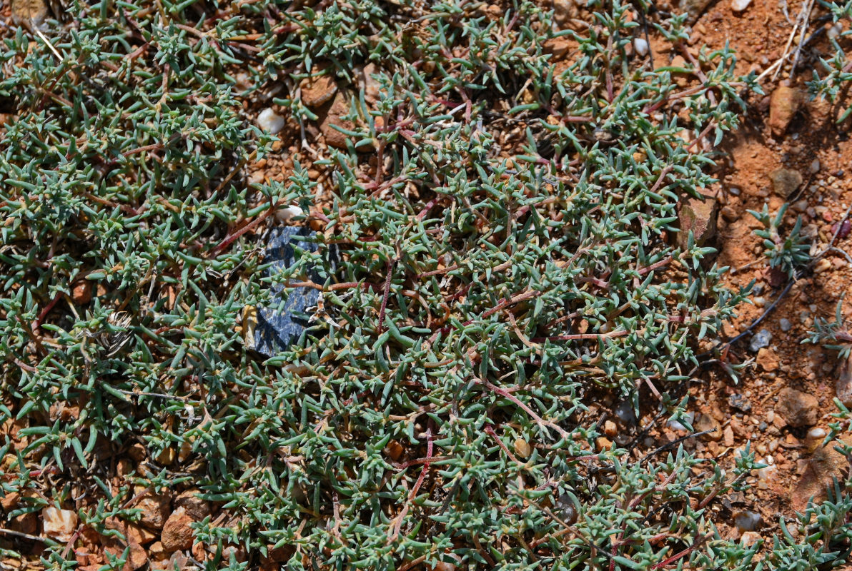 Image of genus Petrosimonia specimen.